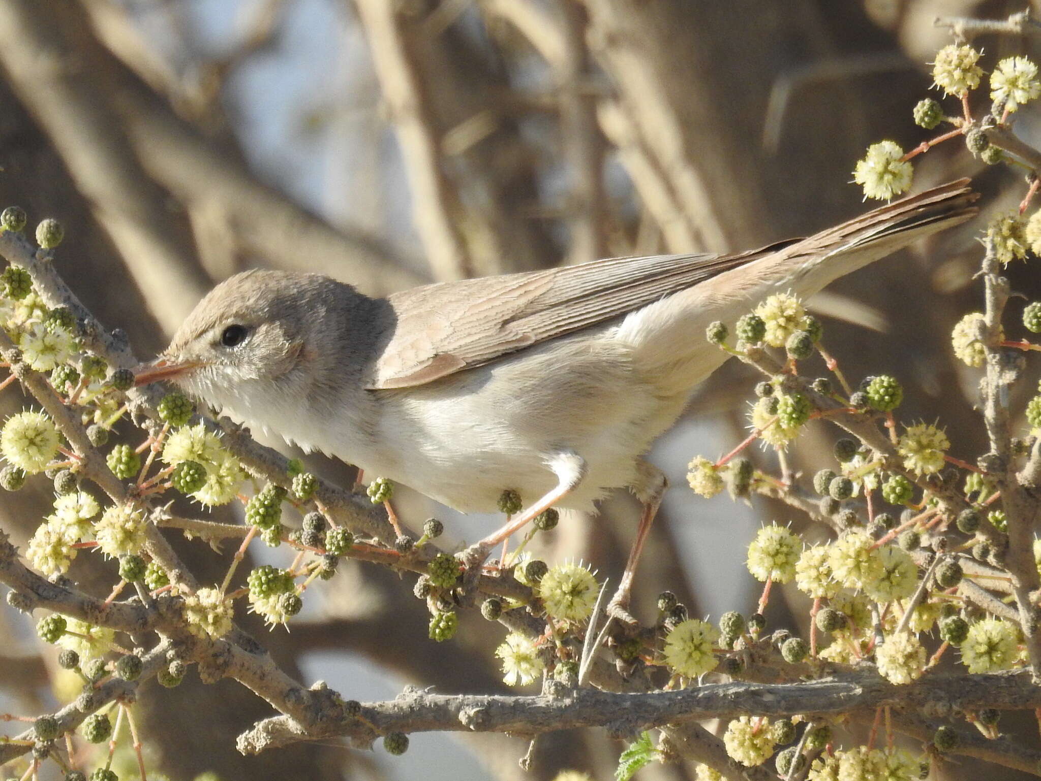 Image of Upcher's Warbler