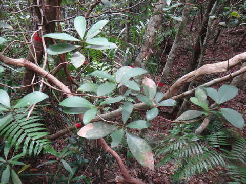 Plancia ëd Machilus obovatifolia (Hayata) Kaneh. & Sasaki