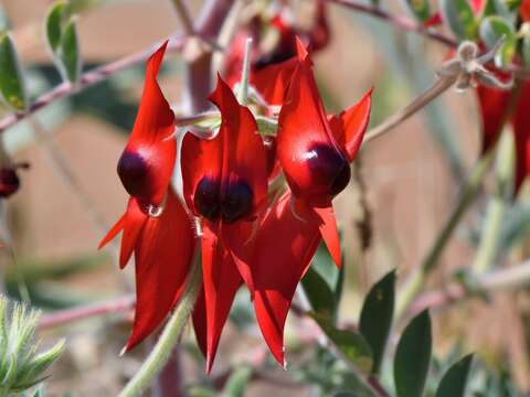 Image of Swainsona formosa (G. Don) J. Thompson