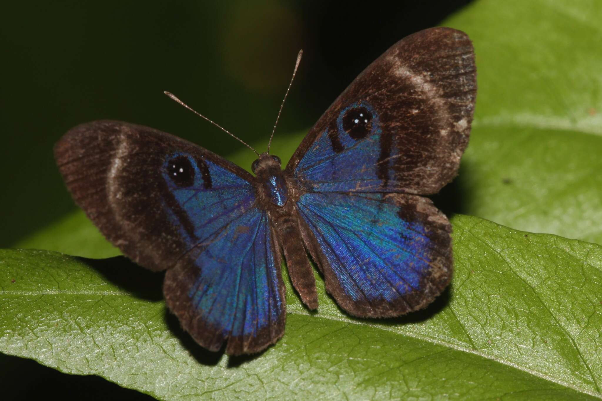 Слика од Mesosemia asa iphigenia Stichel 1926