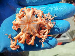 Image of northern basket star