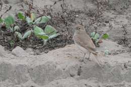 Image of Coastal Miner