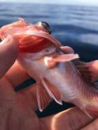 Image of Greenblotched rockfish