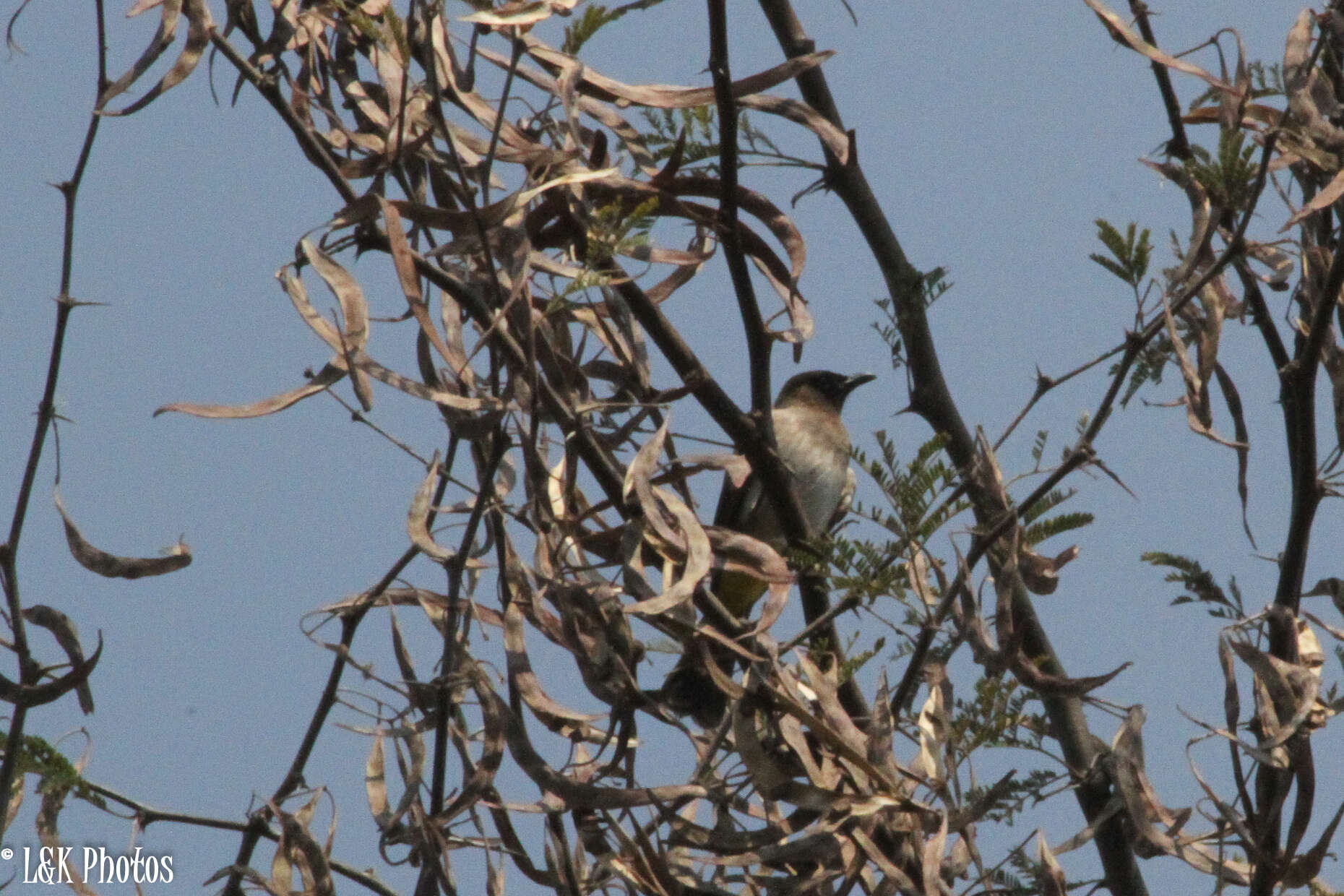 Image of Pycnonotus barbatus tricolor