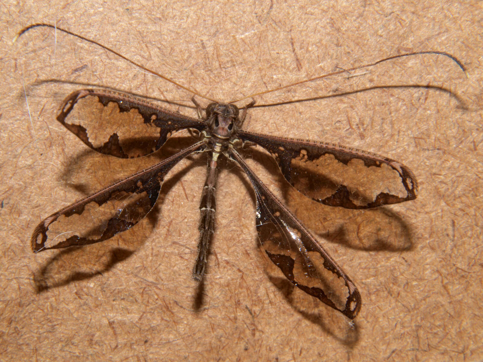 Image of Blotched Long-horned Owlfly