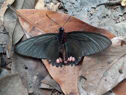 Parides sesostris (Cramer (1779)) resmi