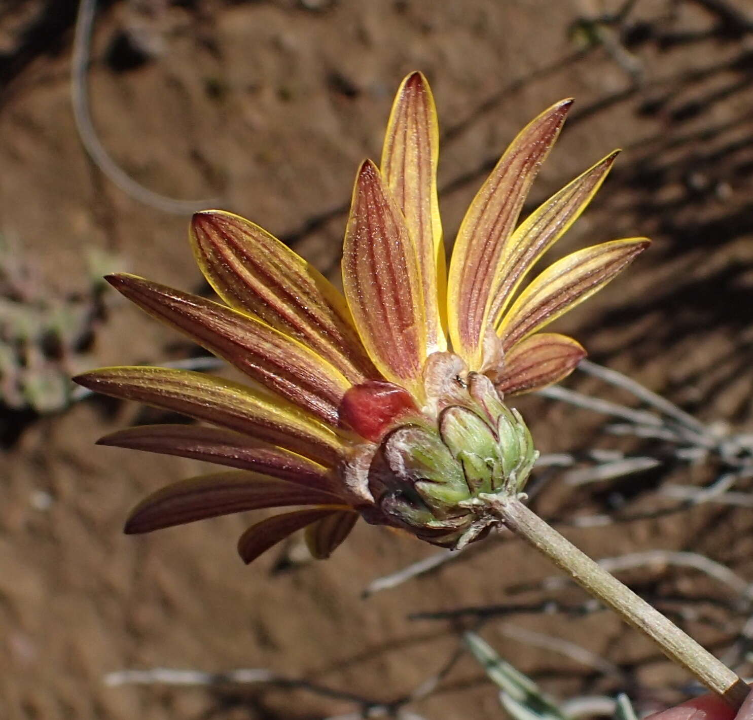 Image of Arctotis lanceolata Harv.