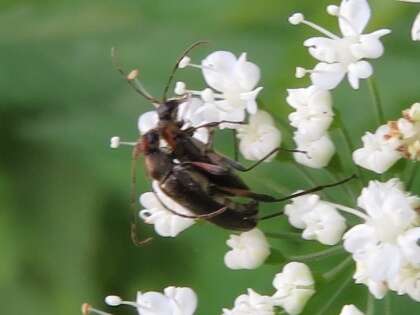 Imagem de Grammoptera ruficornis (Fabricius 1781)