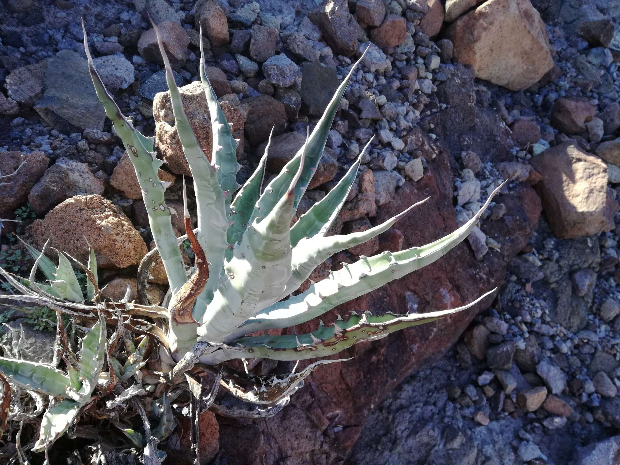 Image of Agave sobria subsp. roseana (Trel.) Gentry