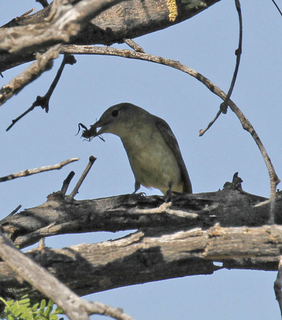 Leiothlypis luciae (Cooper & JG 1861) resmi