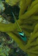 Plancia ëd Thalassoma bifasciatum (Bloch 1791)