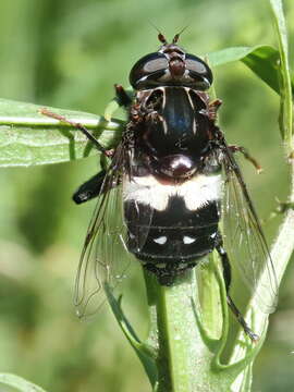 Image of Helophilus cingulatus (Fabricius 1775)