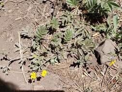 Image of woolly cinquefoil