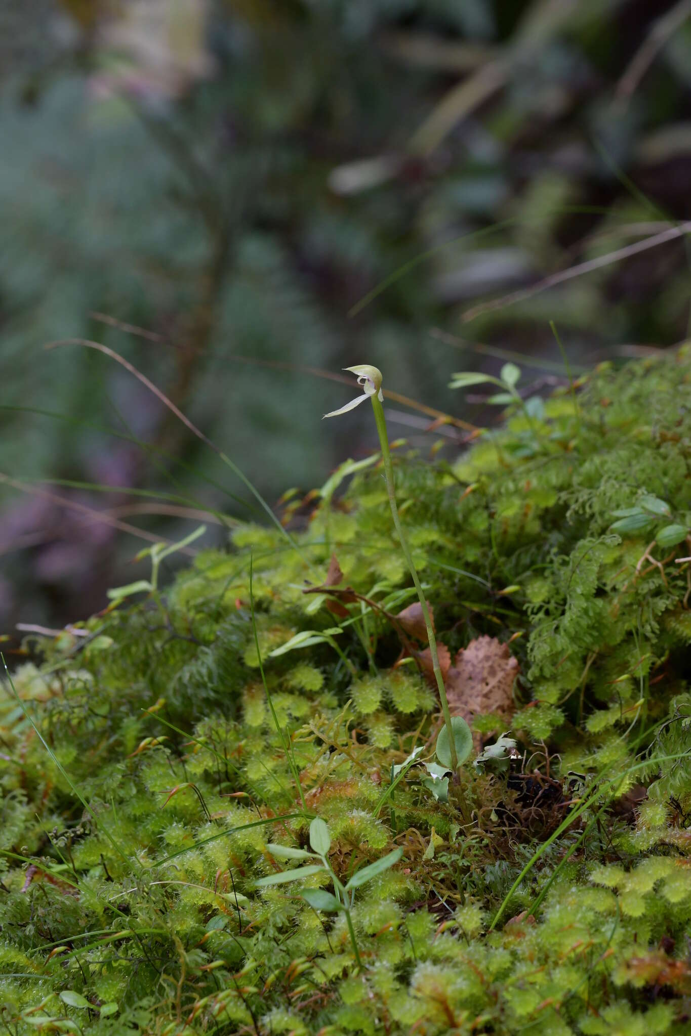 Image of Slender forest orchid