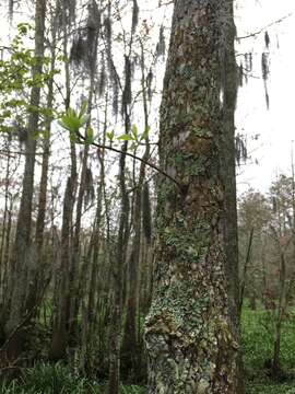 Image of Swamp Tupelo