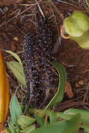 Image of Nepenthes vieillardii Hook. fil.