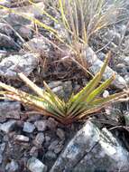 Image of Aloe compressa H. Perrier