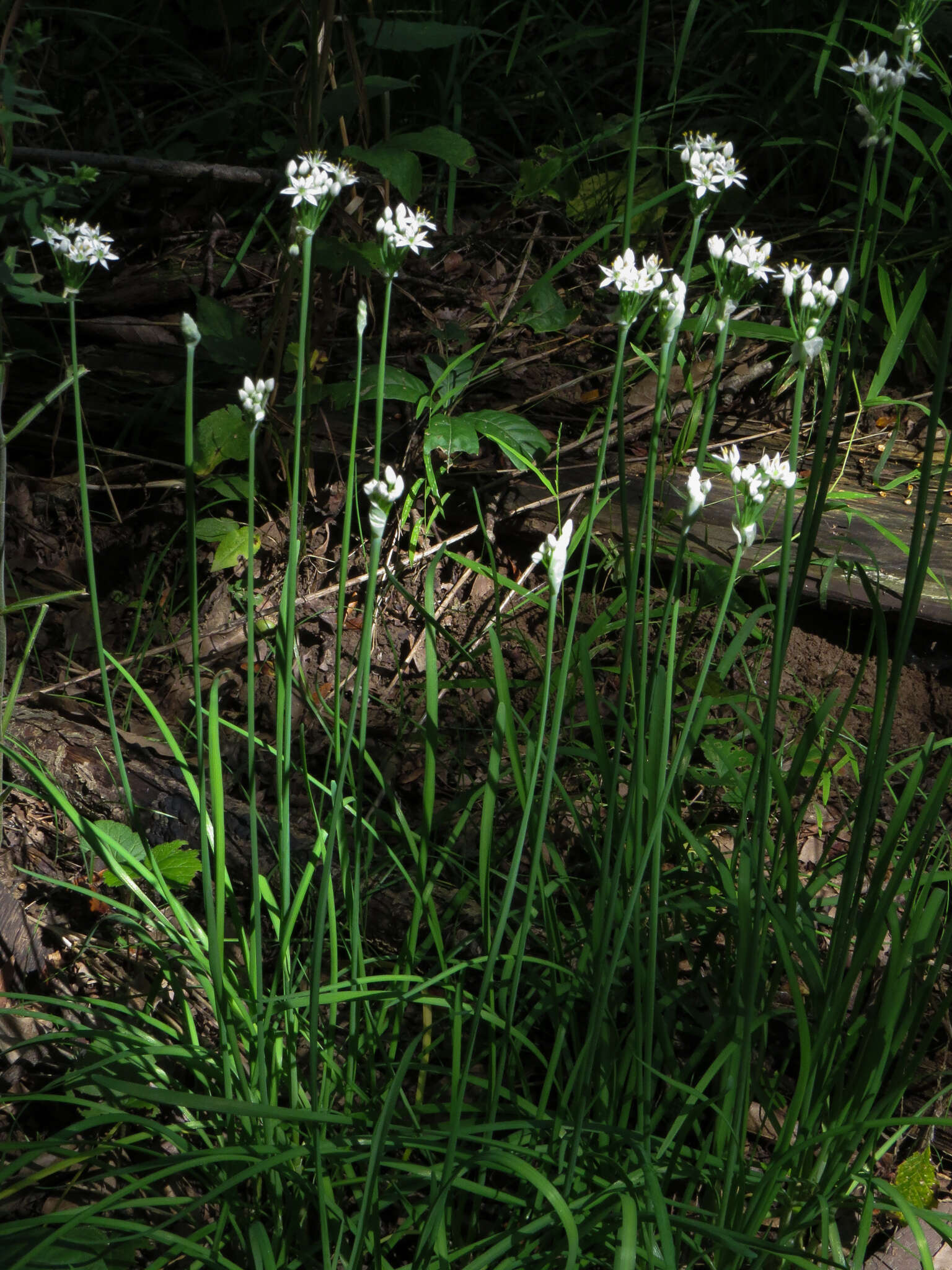 Image of Chinese chives