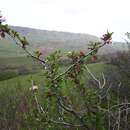 Image de Prunus microcarpa C. A. Mey.