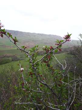 Imagem de Prunus microcarpa C. A. Mey.