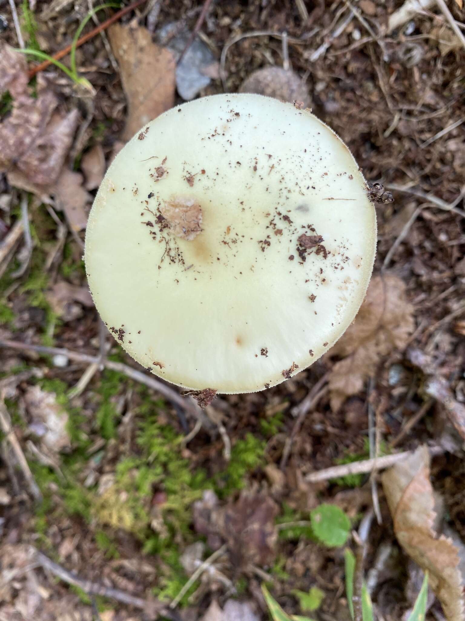 Image of Coker's Lavender Staining Amanita