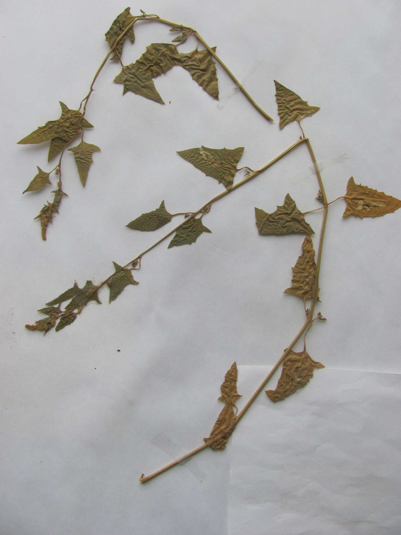 Atriplex calotheca (Rafn) Fries的圖片