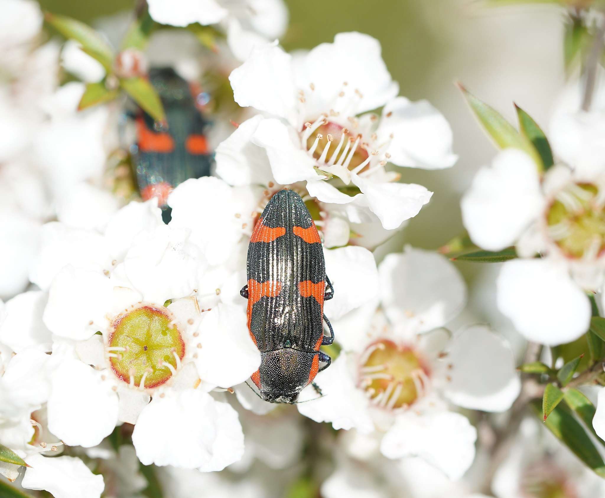 Image of Castiarina grata (Saunders 1869)