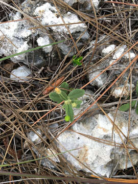 Image de Piriqueta cistoides subsp. caroliniana (Walter) M. M. Arbo