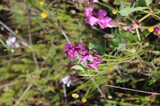 Plancia ëd Indigofera discolor Rydb.