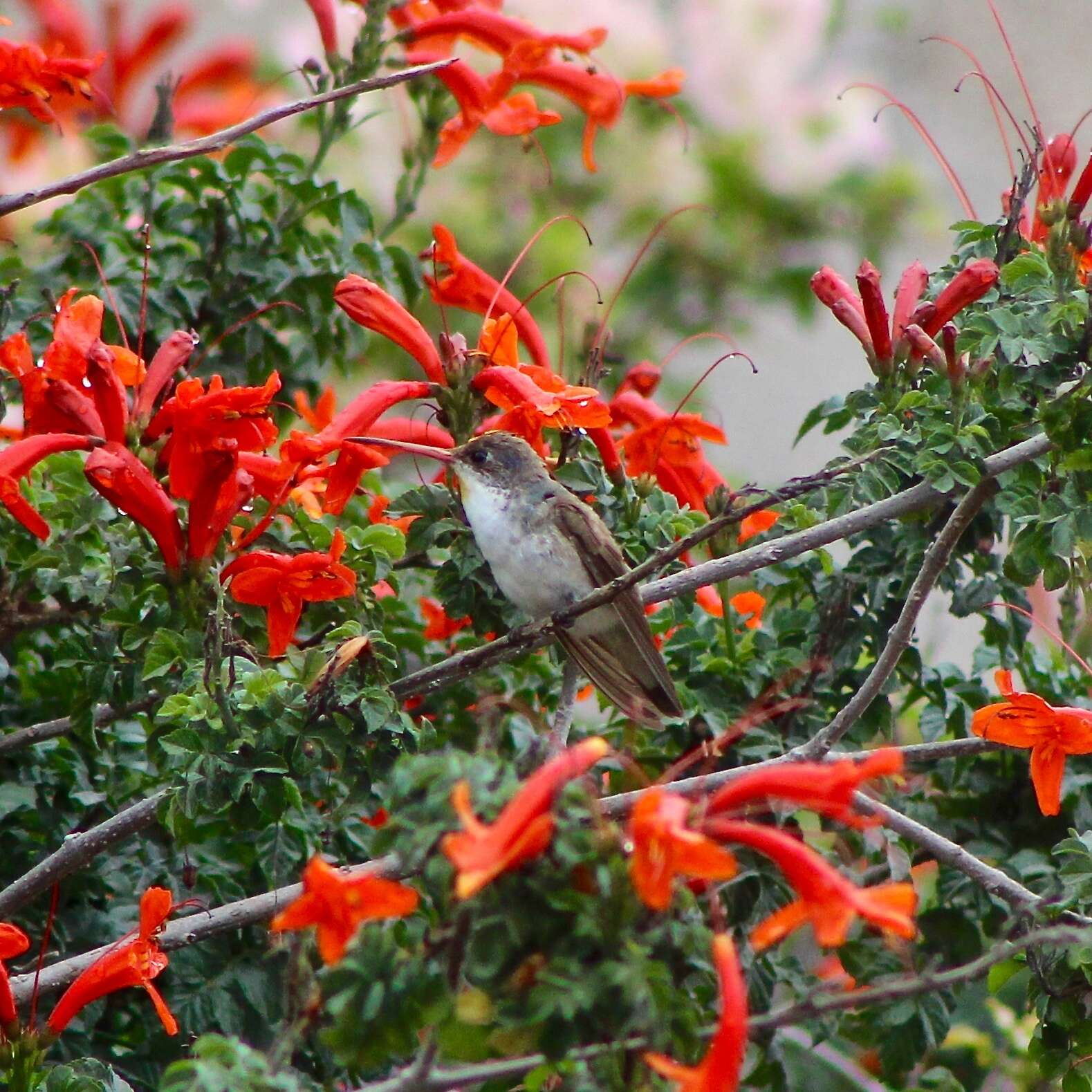 Plancia ëd Leucolia violiceps (Gould 1859)