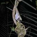 Image of Bengkulu Cat Snake