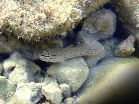 Image of Bucchich's Goby