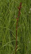 Rumex arcticus Trautv.的圖片