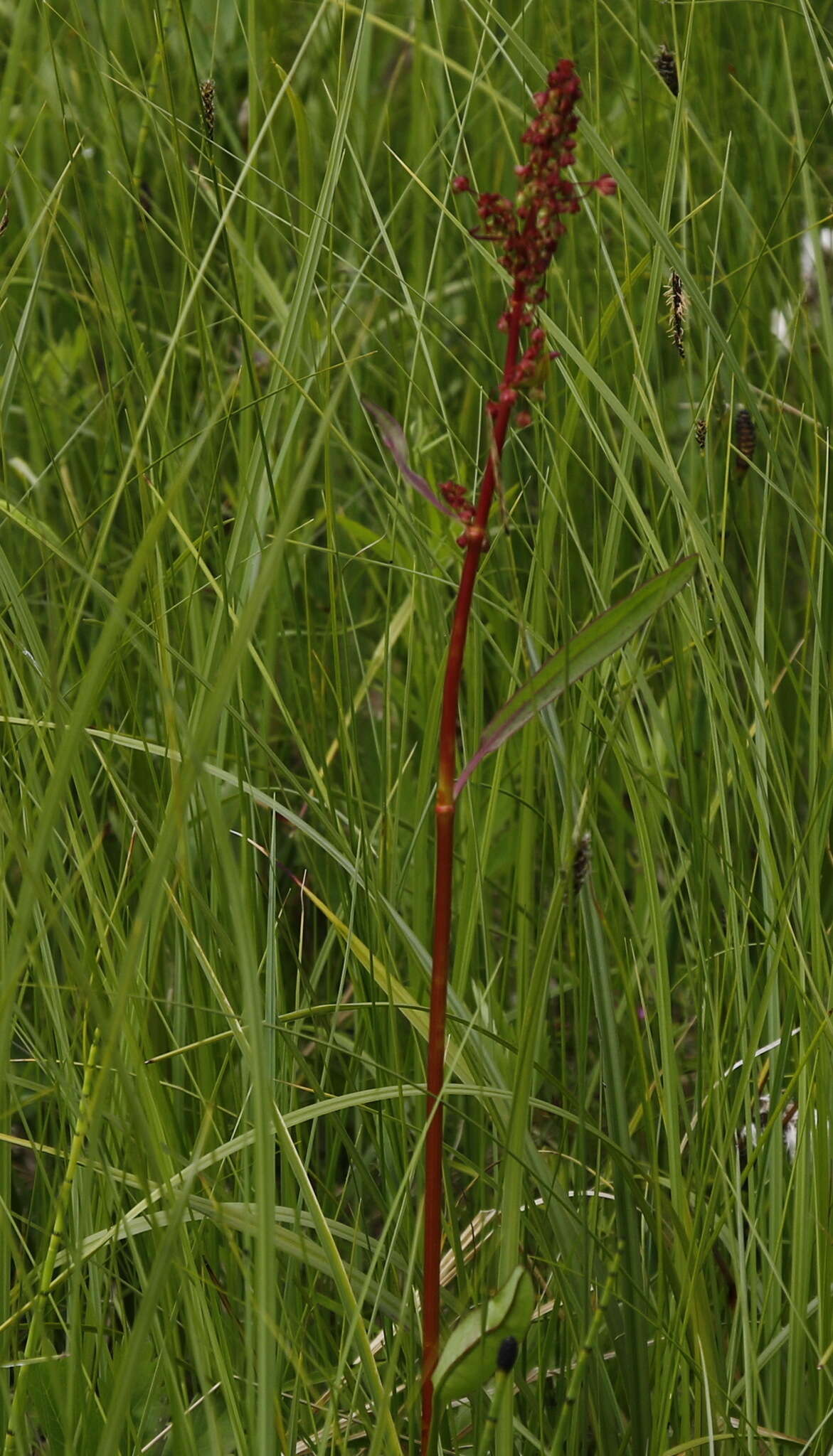 Rumex arcticus Trautv.的圖片