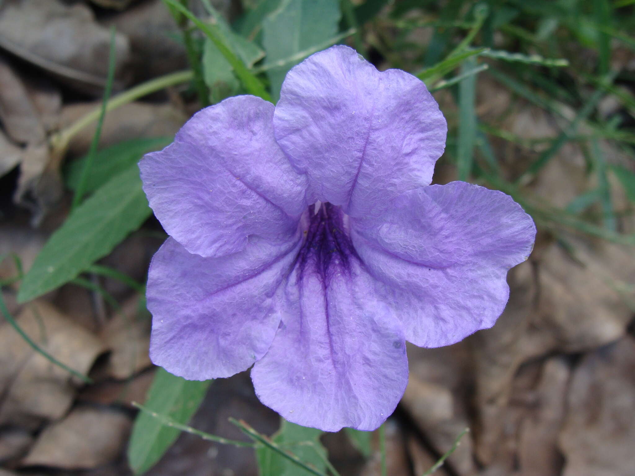 Image of hairyflower wild petunia