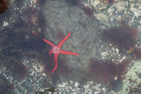 Image of Pacific blood star