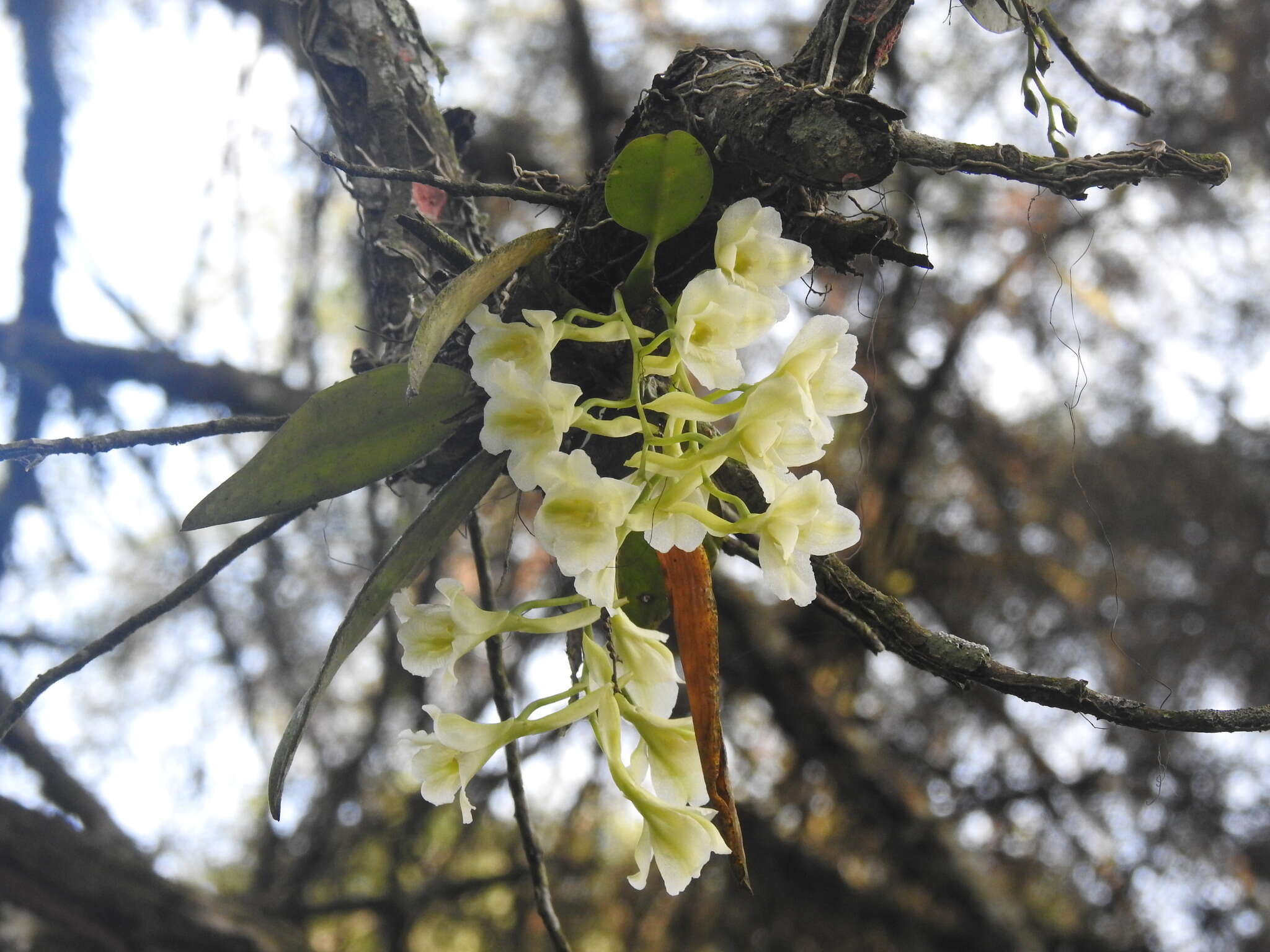 Imagem de Rodriguezia granadensis (Lindl.) Rchb. fil.