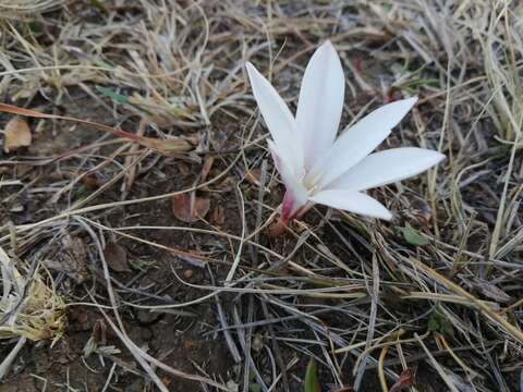 Image of Apodolirion buchananii (Baker) Baker