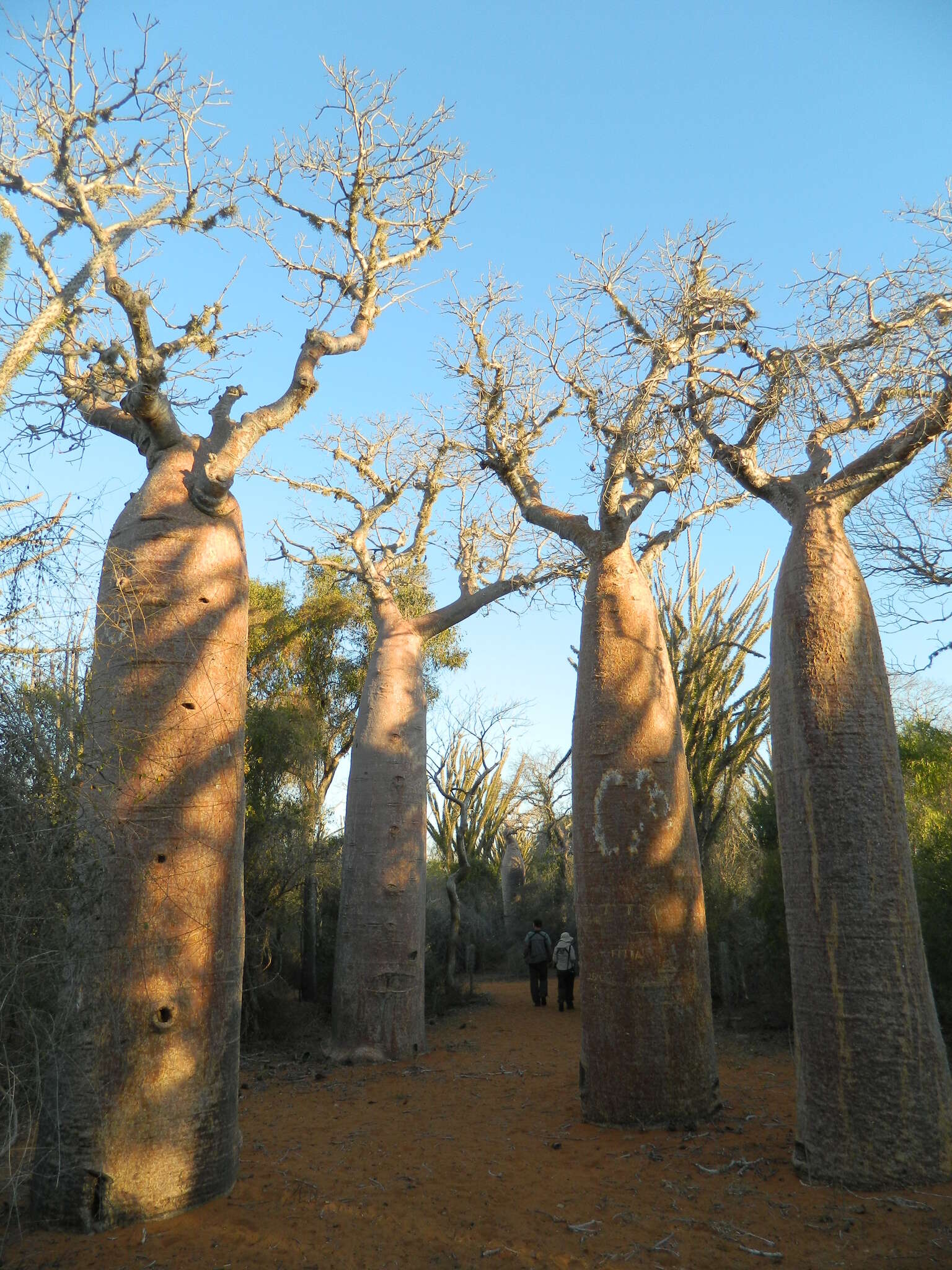 Image of Fony baobab