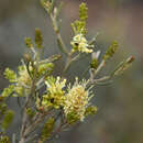 Image of Grevillea incrassata Diels