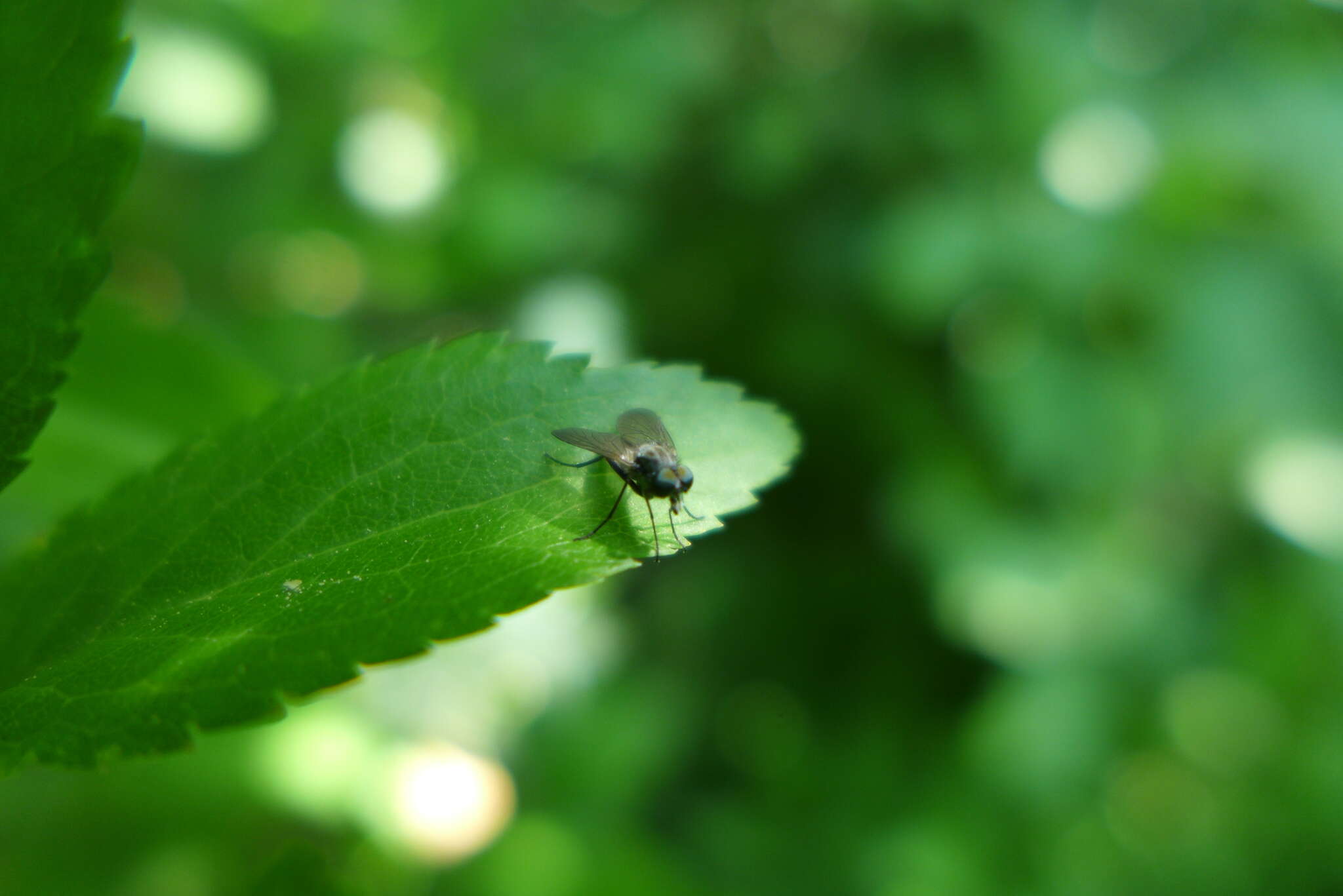 Image of Symphoromyia immaculata (Meigen 1804)