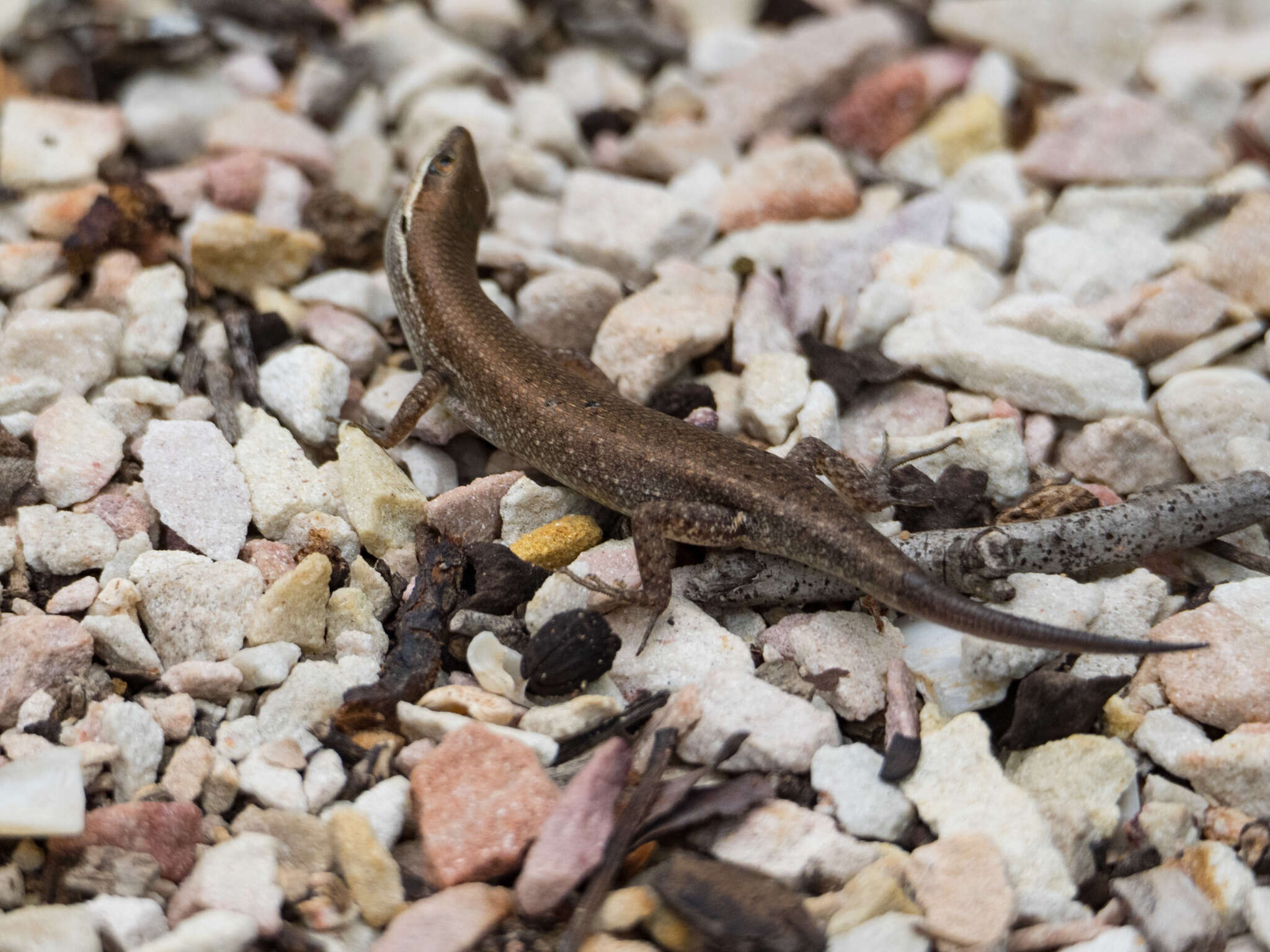 Image of Red-sided Rainbow-skink