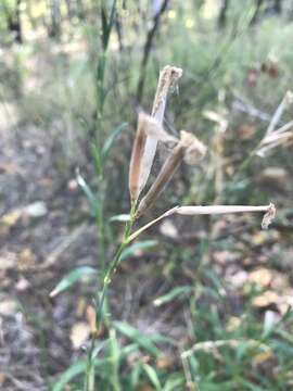 صورة Dianthus superbus subsp. stenocalyx (Trautv.) Kleopow