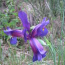 Image of Iris boissieri Henriq.