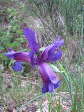 Image de Iris boissieri Henriq.