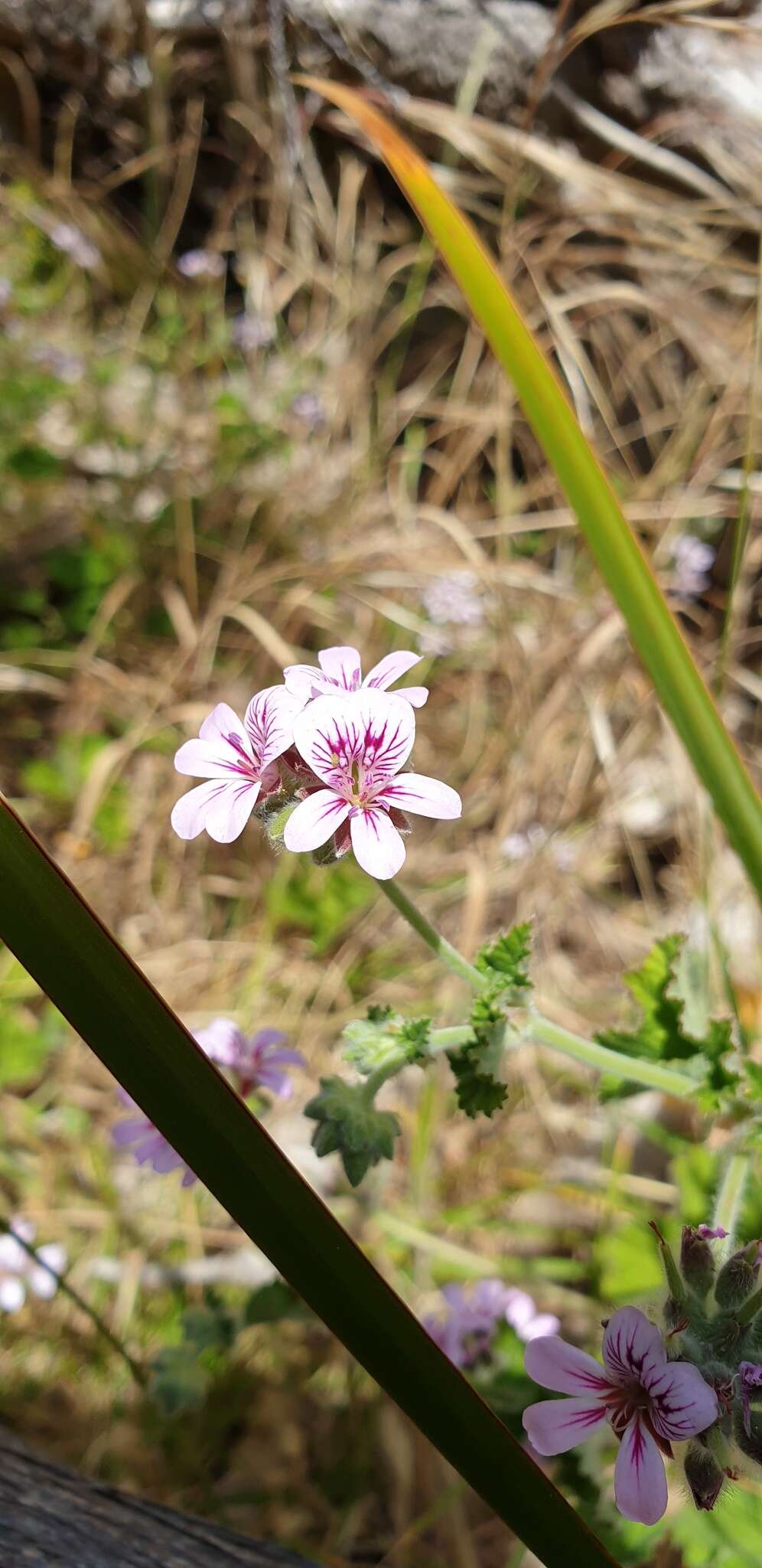 Слика од Pelargonium australe (Poir.) Jacq.