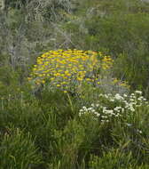 Слика од Helichrysum dasyanthum (Willd.) Sw.