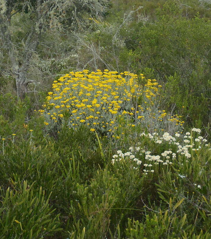 Image of Fynbos Everlasting