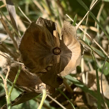 Plancia ëd Barleria mackenii Hook. fil.