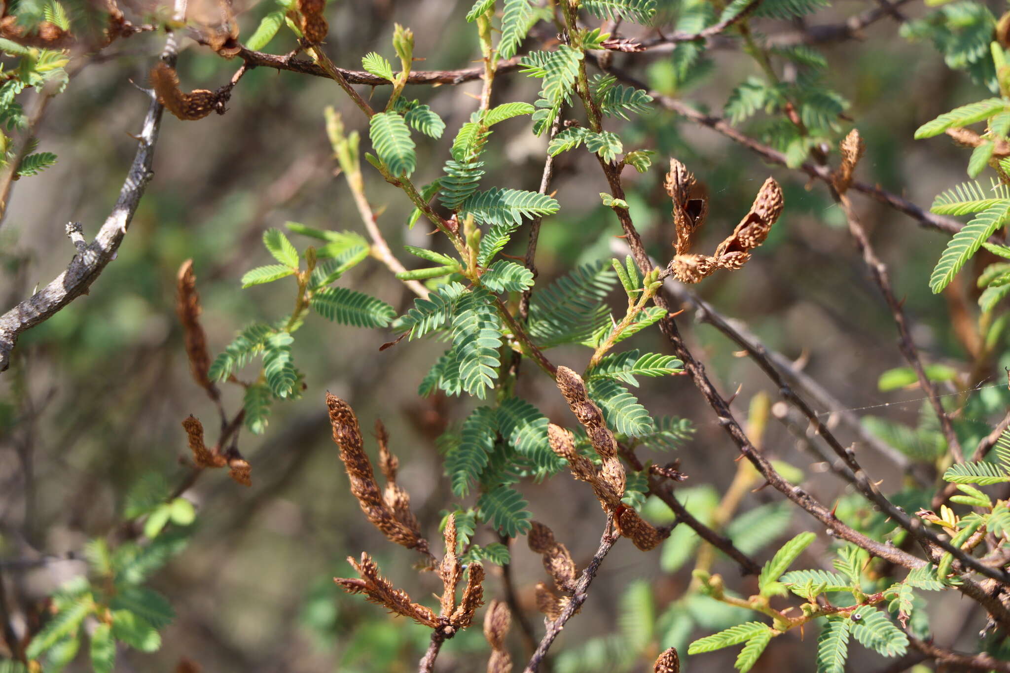 Image of Mimosa ramulosa Benth.